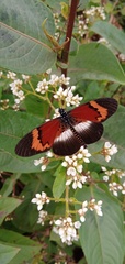 Acraea quadricolor