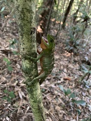 Enyalius iheringii
