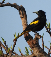 Cassiculus melanicterus