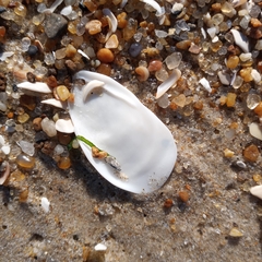 Crepidula plana