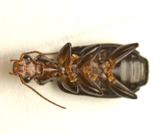 Demetrida longicollis