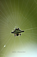 Gasteracantha geminata