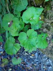 Petasites formosanus