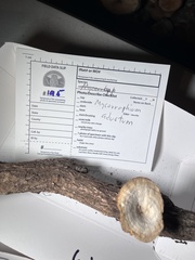 Mycorrhaphium adustum