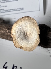 Mycorrhaphium adustum