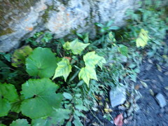 Acer morrisonense