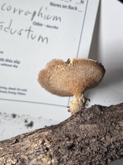 Mycorrhaphium adustum