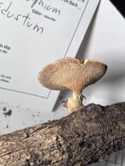 Mycorrhaphium adustum