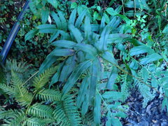 Coniogramme intermedia