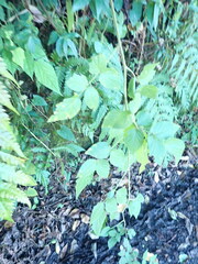 Rubus parviaraliifolius