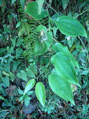 Smilax bracteata