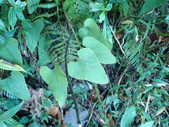 Aristolochia shimadae