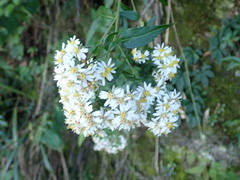 Aster taiwanensis