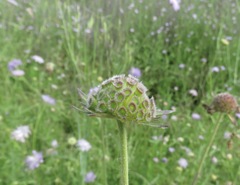 Knautia integrifolia