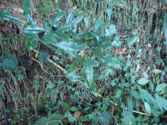 Helicia cochinchinensis