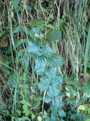 Viburnum taitoense