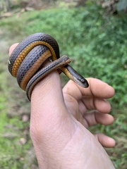 Helicops carinicaudus