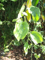 Smilax riparia