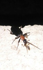 Galerita collaris