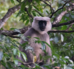 Semnopithecus schistaceus