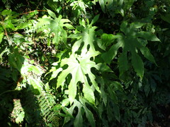 Fatsia polycarpa