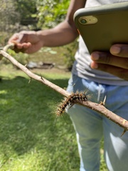 Pseudautomeris salmonea