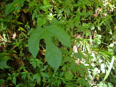 Fatsia polycarpa