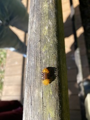 Dalceridae