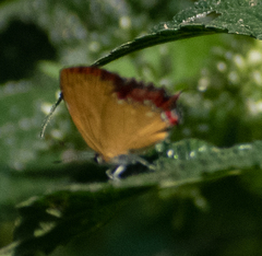 Heliophorus epicles