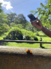 Dalceridae