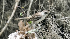 Mimus parvulus