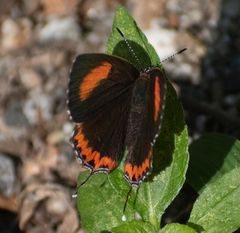 Heliophorus epicles