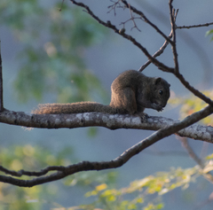 Callosciurus pygerythrus