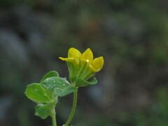 Lotus ornithopodioides
