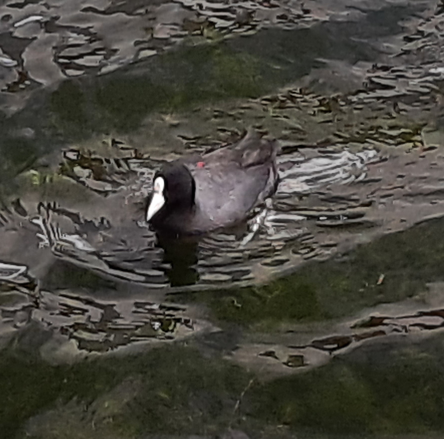 Fulica ardesiaca image