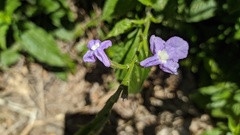 Bouchea pseudogervao