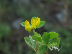 Lotus ornithopodioides