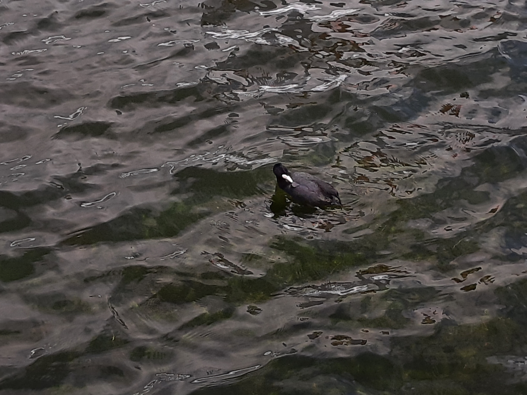 Fulica image