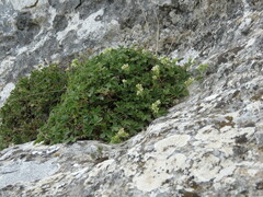 Potentilla caulescens