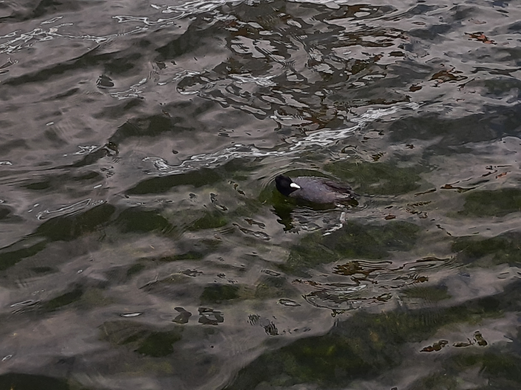 Fulica ardesiaca image