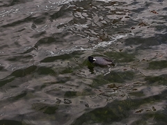 Fulica ardesiaca