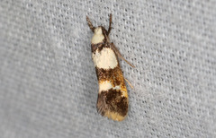 Crepidosceles glycydora