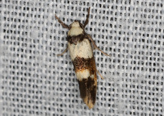 Crepidosceles glycydora