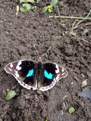 Junonia oenone oenone