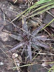 Dyckia