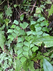 Adiantum trapeziforme