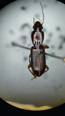Stenomorphus californicus