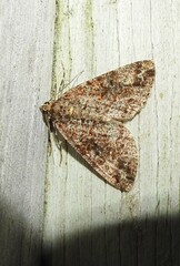 Pseudocoremia productata