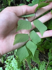 Adiantum trapeziforme