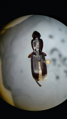 Stenomorphus californicus